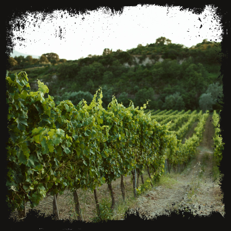vigneto da visitare in basilicata sud italia chiaromonte