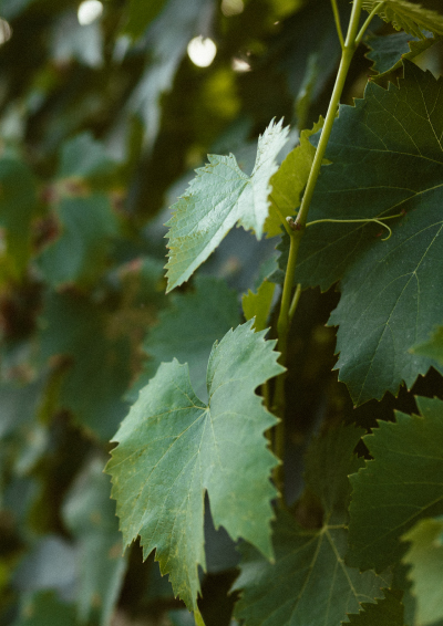 vigneto foglie vozzi vini