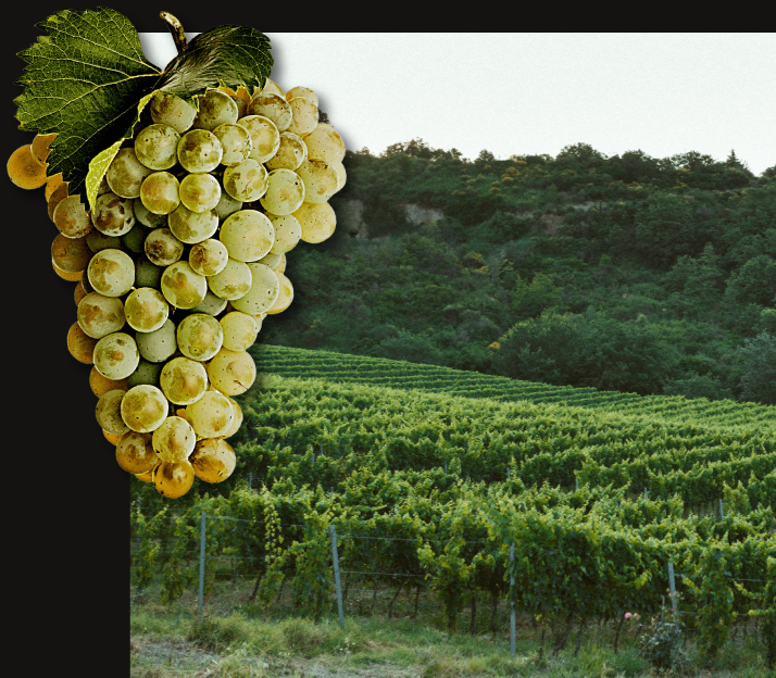 grappolo uva e vigneto vozzi