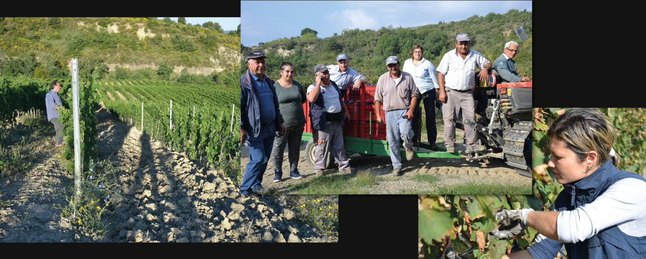 vendemmia vozzi vini vigneti biologici