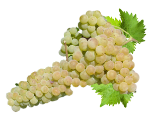 grappolo-trebbiano-toscano