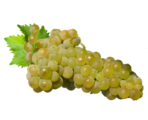 grappolo-viognier-vozzi-vini-uva-vino-bianco