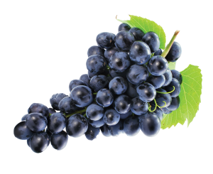 sangiovese